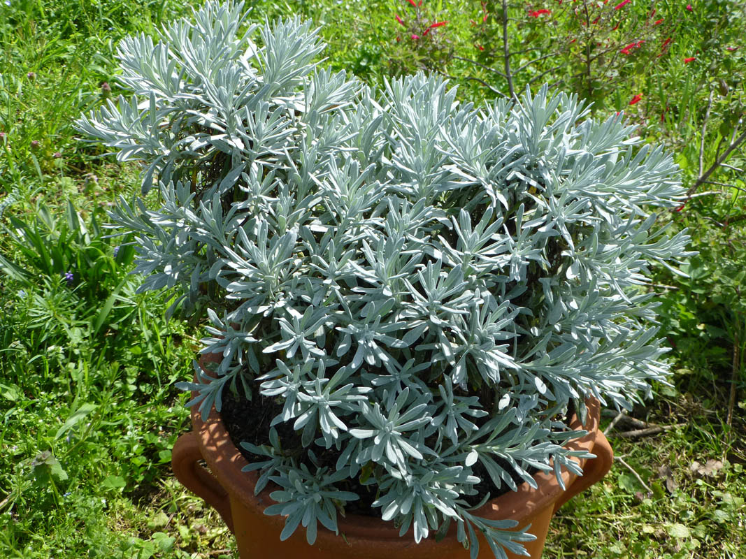 Helichrysum orientale photo